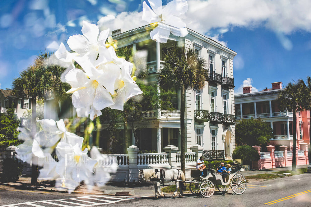 Southern Belles 1