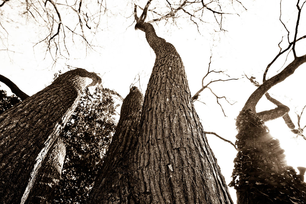Arboles 11