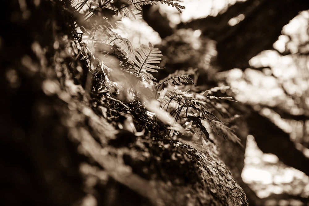 Arboles 12