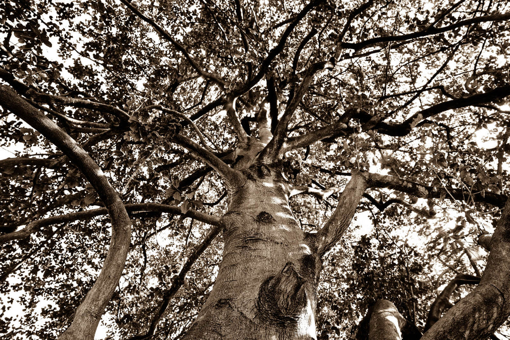 Arboles 13