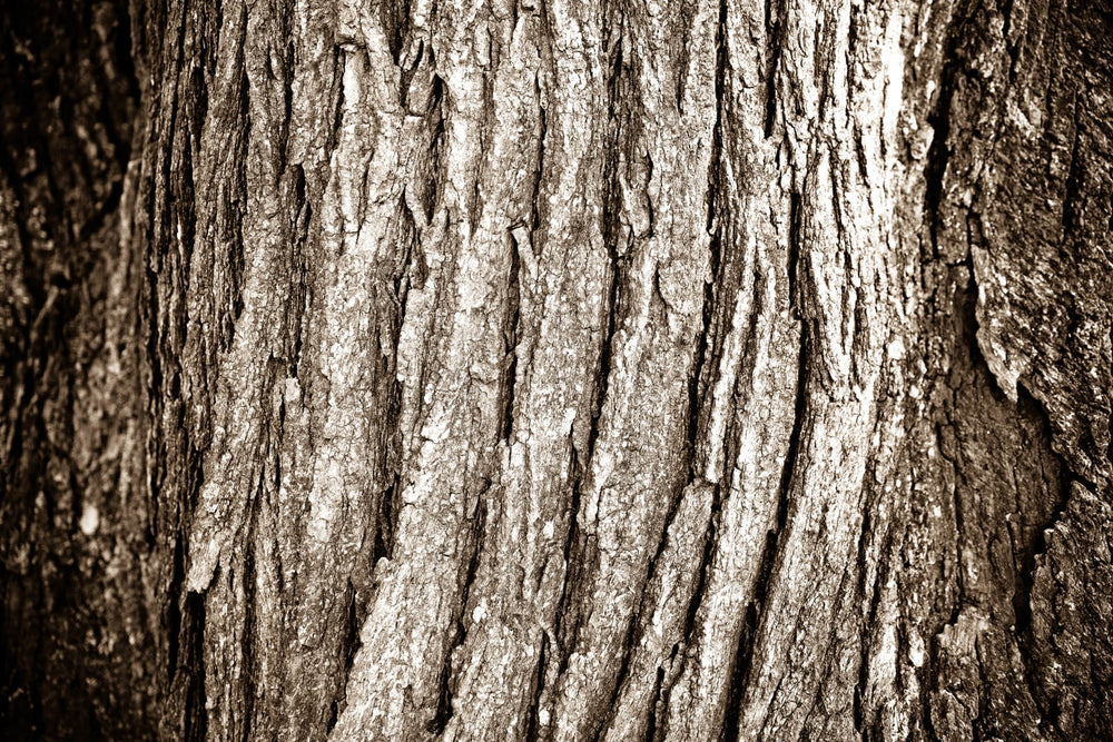 Arboles 14