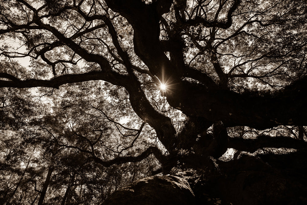Arboles 15