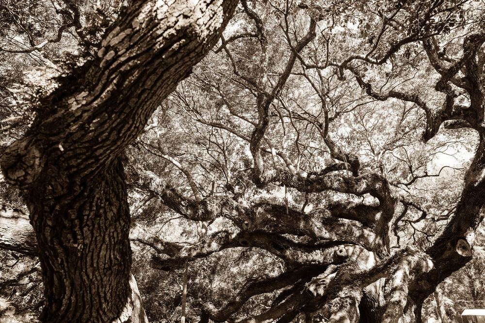 Arboles 16