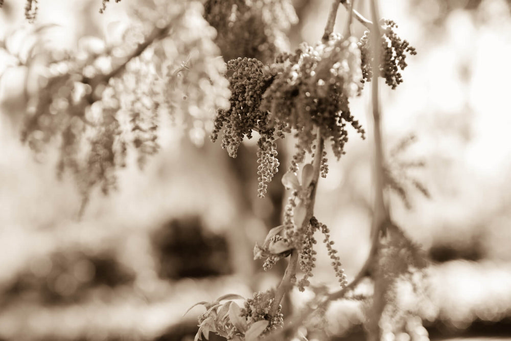 Arboles 17