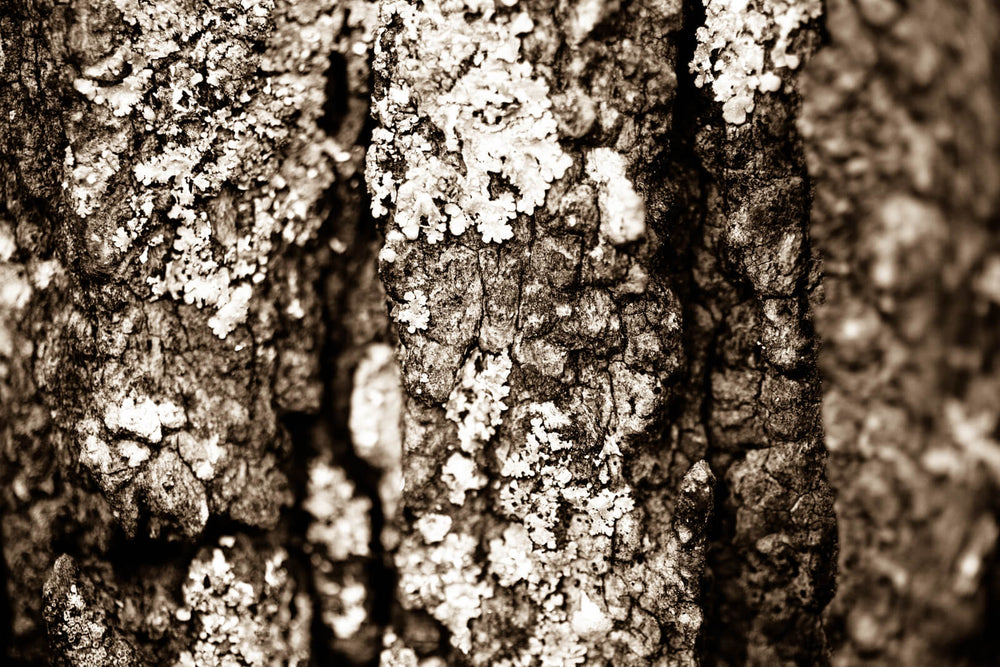 Arboles 19