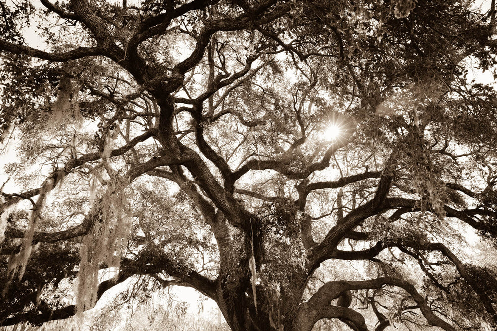 Arboles 1