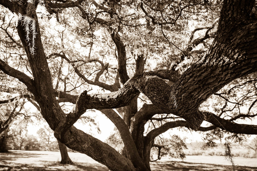 Arboles 20