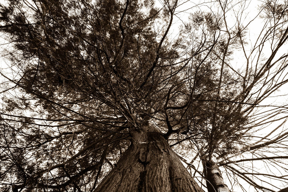 Arboles 21