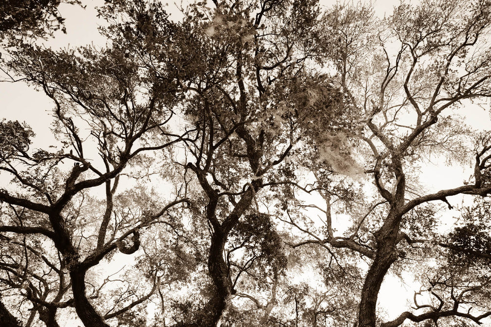 Arboles 22