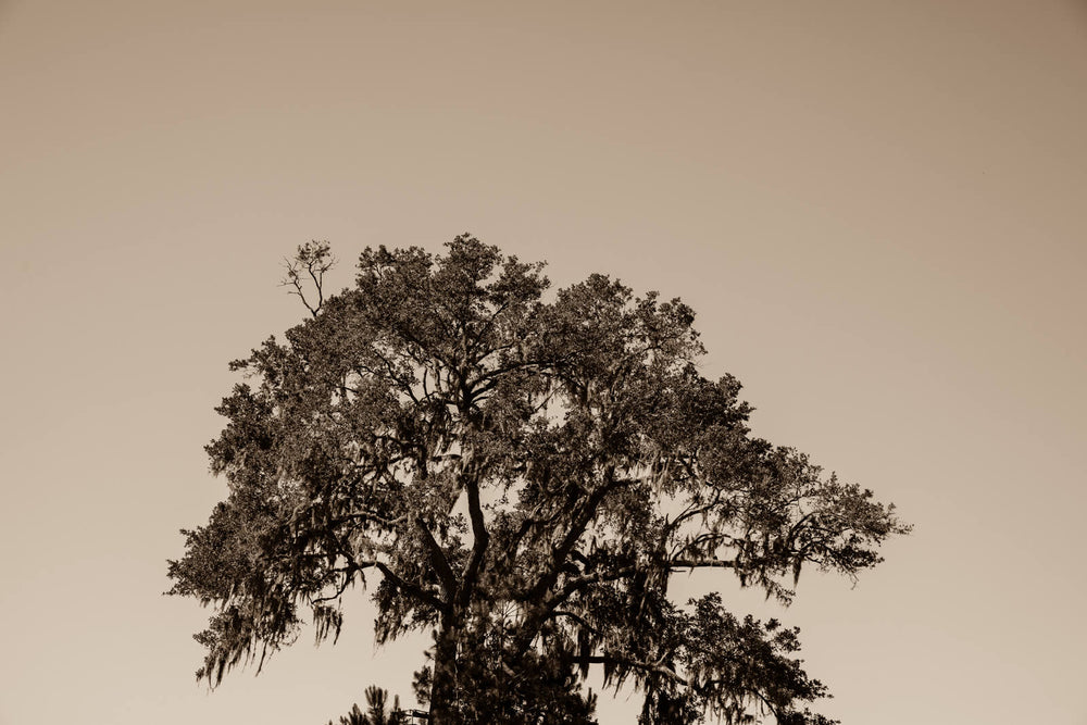 Arboles 2