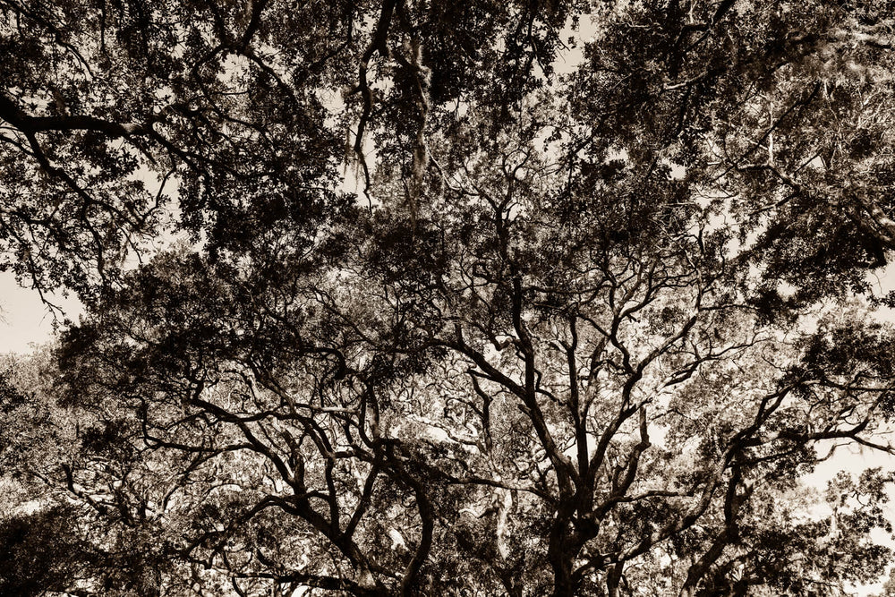 Arboles 4