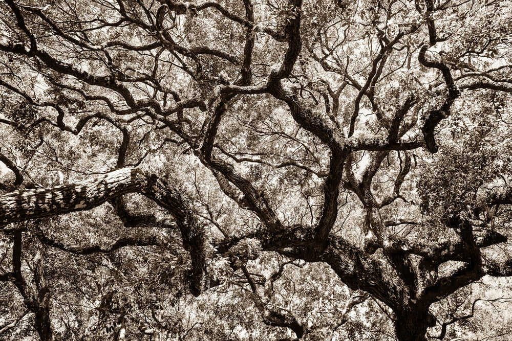Arboles 7