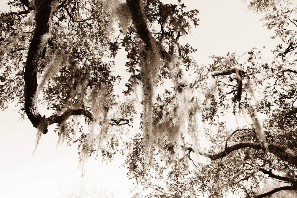 Arboles 9
