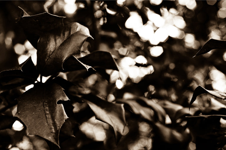 Arboles