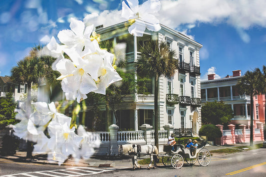 Southern Belles 1