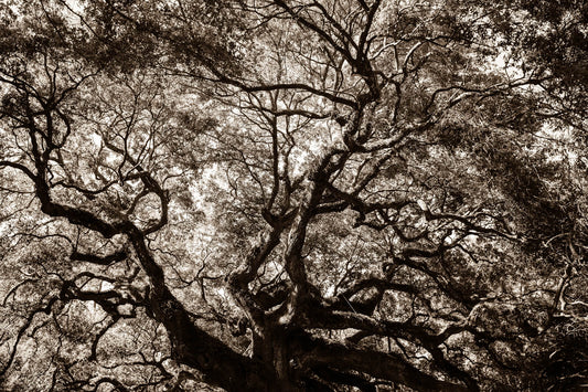 Arboles 10