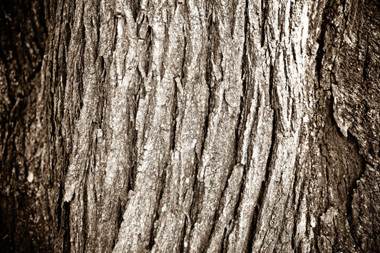 Arboles 14