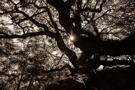 Arboles 15
