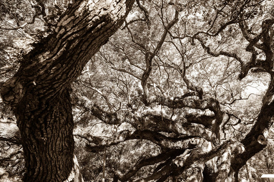 Arboles 16