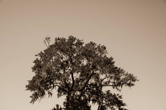 Arboles 2
