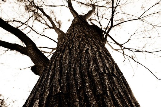 Arboles 3