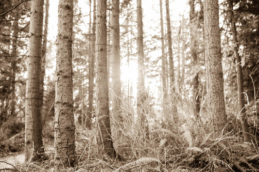 Arboles 5