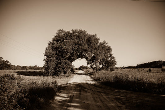Arboles 8