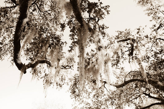 Arboles 9